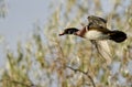 Close Look at Wood Duck in Flight