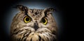 A close look of the yellow eyes of a horned owl Royalty Free Stock Photo