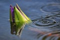 Close lotus blooming flower behind the fresh on pond