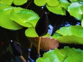 Close lotus with Green leaf in the water pond