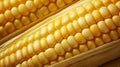 close macro corn background