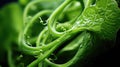 close macro cucumber background