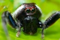 Jumping spider with monkey face