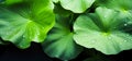 Close macro shot of beautiful water drops on lotus leaf,leaves background.abstract detailed foliage.quietly poetic concepts.