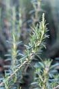 Close macro shot of rosemary in the garden Royalty Free Stock Photo