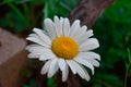 Close Macro Shot Of White Oxeye Daisy Flower