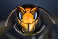 Close macro view of an Asian hornet head