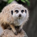 Close meerkat on branch