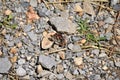 Close Multicolored Butterfly with Wings Open