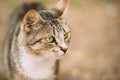 Close Muzzle Of Gray White Mixed Breed Short-Haired Domestic You