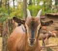Close muzzle of a young brown goat stands on a wooden fence...