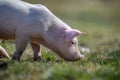 Newborn piglet on spring grass on a farm