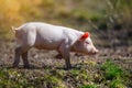 Newborn piglet on spring grass on a farm