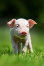 Newborn piglet on spring green grass on a farm Royalty Free Stock Photo