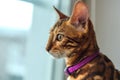 Close op portrait of a cute bengal kitty cat sitting next to the window at home Royalty Free Stock Photo