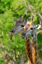 Close up two heads of giraffs in zoo