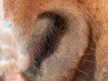 Close open nose, nostrils of a brown horse