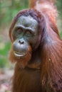 Close orangutan Pongo, looking at the camera with their eyes (Kumai, Indonesia) Royalty Free Stock Photo