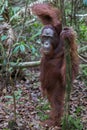 Close orangutan Pongo stands on dry leaves next to a thin tree (
