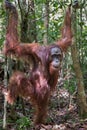 Close orangutan Pongo stands on dry leaves among the thin trees