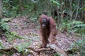 Close orangutan Pongo stands on a tree near the dry leaves Kuma