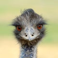 Close ostrich bird in nature Royalty Free Stock Photo
