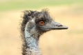 Close ostrich bird in nature