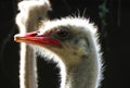 Close of of Ostrich Head Royalty Free Stock Photo