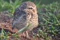 Close owl during the day on a green grass Royalty Free Stock Photo