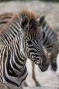 Close-p partial young zebra mane animal portrait Royalty Free Stock Photo