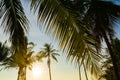 Close palm fronds frame distant tree as sunrises behind