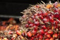 Close Palm Oil Fruit Image