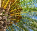 Close palm tree in blue sky