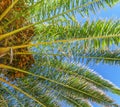 Close palm tree in blue sky