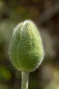 A Close Papaver