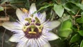 Close . passion fruit flower among the green foliage in summer