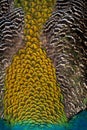 Close of Peacock Feathers (background) Royalty Free Stock Photo