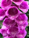 close photo of beautiful blooming pink-colored lupine isolated