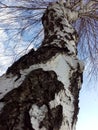 Close photo of birch in the spring
