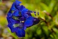 Close photo of bright blue flowers of stemless gentian