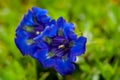 Close photo of bright blue flowers of stemless gentian