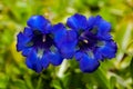 Close photo of bright blue flowers of stemless gentian