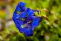 Close photo of bright blue flowers of stemless gentian