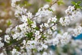 Close photo. cherry blossoms in spring, in May. beautiful white flowers on the branches of bushes, buds, young green fresh leaves Royalty Free Stock Photo