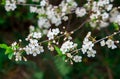 Close photo. cherry blossoms in spring, in May. beautiful white flowers on the branches of bushes, buds, young green fresh leaves Royalty Free Stock Photo