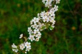 Close photo. cherry blossoms in spring, in May. beautiful white flowers on the branches of bushes, buds, young green fresh leaves Royalty Free Stock Photo