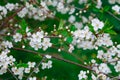 Close photo. cherry blossoms in spring, in May. beautiful white flowers on the branches of bushes, buds, young green fresh leaves Royalty Free Stock Photo