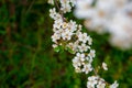 Close photo. cherry blossoms in spring, in May. beautiful white flowers on the branches of bushes, buds, young green fresh leaves Royalty Free Stock Photo