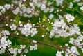 Close photo. cherry blossoms in spring, in May. beautiful white flowers on the branches of bushes, buds, young green fresh leaves Royalty Free Stock Photo