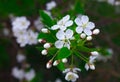 Close photo of a cherry flower. white petals, yellow stamens, green leaves Royalty Free Stock Photo